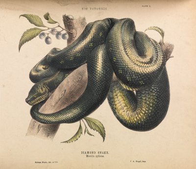 Diamond Snake, Morelia spilotes by Helena Forde